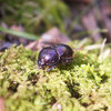 オオセンチコガネ（Geotrupes auratus auratus）- 松江城マッシュルームマップ 菌食動物編