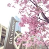 麻布台ヒルズの桜。おやつの和菓子を楽しんだ雪の日。
