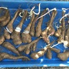 昨年収穫した短形自然薯を蕎麦と食べたり、土嚢袋に植えつけたり