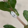 防御力に特化した昆虫～カイガラムシ～