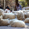 モフモフ羊がいっぱいの六甲山牧場へ