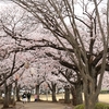 八千代町民公園の桜 ・・