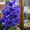 青いヒヤシンス,Hyacinthus orientalis