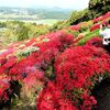 ３万５千本のツツジじゅうたん　山鹿市の日輪寺公園