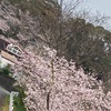 小学校の桜並木🌸