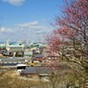 藤山健康文化公園　梅・川津桜は 