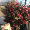 山茶花