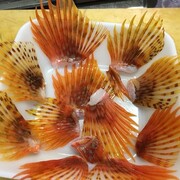 カサゴ のヒレ 酒 はまちゃん釣り日記