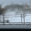 あら、真っ白・・・( ･ᯅ･  )☃