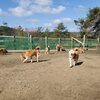 老犬ホームあん｜卒業式