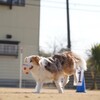 遊ボー会【４】ミニゲーム🥏🥎