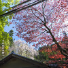 周山街道・御経坂の桜と楓