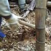 0414生姜を植える タケノコ掘り