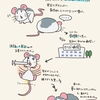 【ラットの斜頸】初めての動物病院とお薬レポ