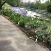 半夏生の季節　梅雨真っ盛り