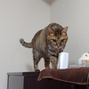 ピアノにまつわる行動事例