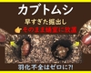 カブトムシ　早すぎた掘り出しの対処方法（そのまま放置した場合）