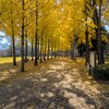 銀杏の秋（８）科学万博記念公園～つくば市とその周辺の風景写真案内（６０１）