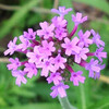 (149) Verbena bonariensis