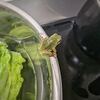 北海道からの珍客 週末は簡単ハーブ料理♪毎日ご飯