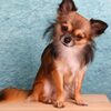 【犬が水を飲まない理由は？】健康リスクや対処法を詳しく解説