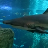 江ノ島水族館レポ！相模湾ゾーンからコブダイまで