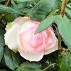 よしうみバラ公園のバラたち （36） ～ 花は心をあたためてくれる ～