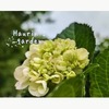 【６月の庭】初夏に向けて爽やかな色合いの庭になってきた