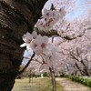 鳥屋野潟公園（鐘木地区）の桜2019