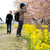 河川敷に川津桜と菜の花、茅ヶ崎市・小出川桜まつりを撮影してきた