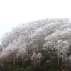 霧氷で真っ白の木々