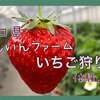 いちご狩り｜山口県さんいんファームで満足のいちご食べ放題！！