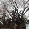 埼玉の桜名所をはしご