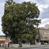 広島市市街地にあります新庄の宮神社の「夫婦楠」です。