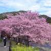 さあ春がやって来た！雨にも負けずに走る！河津桜ツーリング2024