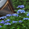 紫陽花