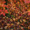 地元の紅葉巡り（2024.12.01）Ⅲ