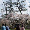 京都御苑でお花見してきました。