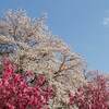 東京 桜 紅葉の名所 飛鳥山公園 紅葉 例年の見ごろは？