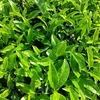 三番茶芽　生長途中と成熟中の違い