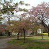 近隣公園で葉桜の「河津桜」を愛でながら散策！！（２）