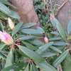 西洋石楠花　鉢植え