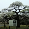 東博の桜（続き）。