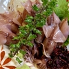 東京 新小岩 魚河岸料理「どんきい」 蛍烏賊