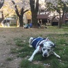 老犬介護と桜〜逆らえぬ大いなる時間の流れを感じる時〜