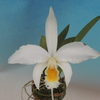 Cattleya jongheana f.alba 'White Wings'BM/JOGA 