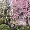 【京都】『城南宮』にしだれ梅の花を見に行きました。　神苑　椿