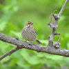 労働公園の野鳥を紹介（２０２０　０５１３）夕方探鳥　その４。