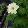 ペチュニア・スウィーツボックスの開花：種まき73日目