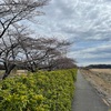 #180 桜開花のあきる野をテクテク